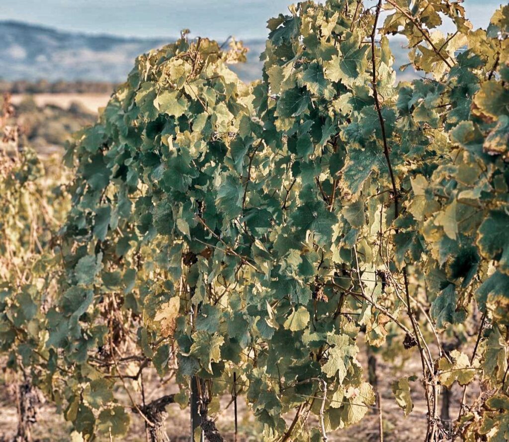 Prächtige Cannonau-Reben auf einem sardischen Weingut