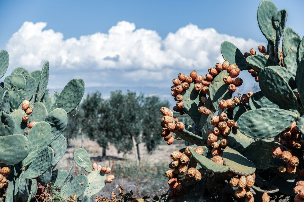 Blick auf die sardische Macchia mit den Kaktusfrüchten Fichi d'India und Olivenbäume im Hintergrund