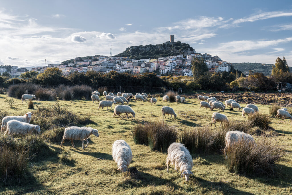 Das Hirtenleben Sardinien mit Blick auf Schafe in der sardischen Macchia mit einem bunten Dorf auf einem Hügel im Hintergrund