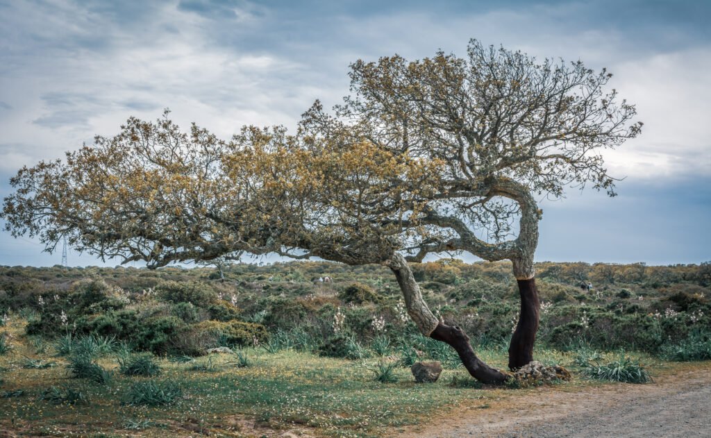 Korkeiche mit geschältem Stamm inmitten der typischen Macchia-Landschaft der Gallura im Norden Sardiniens