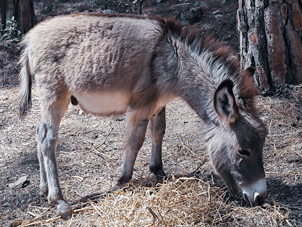 Sardischer Esel beim Fressen im Wald auf Sardinien
