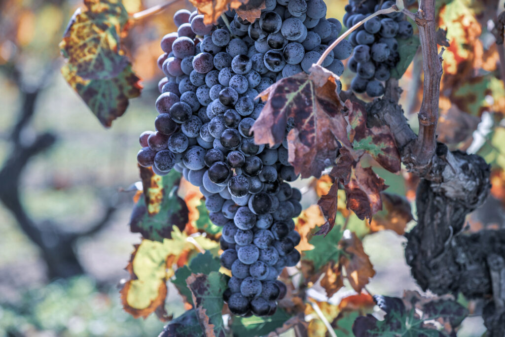 Reife Cannonau-Trauben an sardischen Weinreben – unterwegs auf meiner Weinreise durch Sardinien
