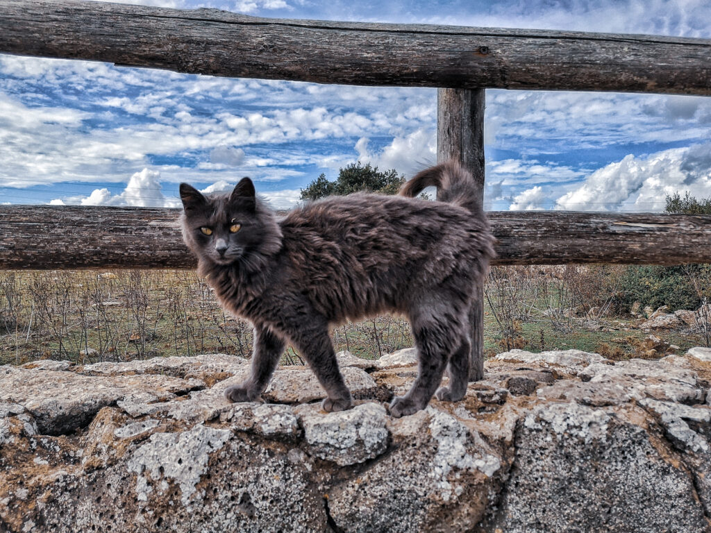 Graue Katze auf einer Steinmauer vor sardischer Landschaft