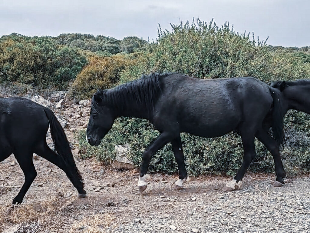 Schwarze Wildpferde der Giara di Gesturi beim Wandern durch die sardische Landschaft