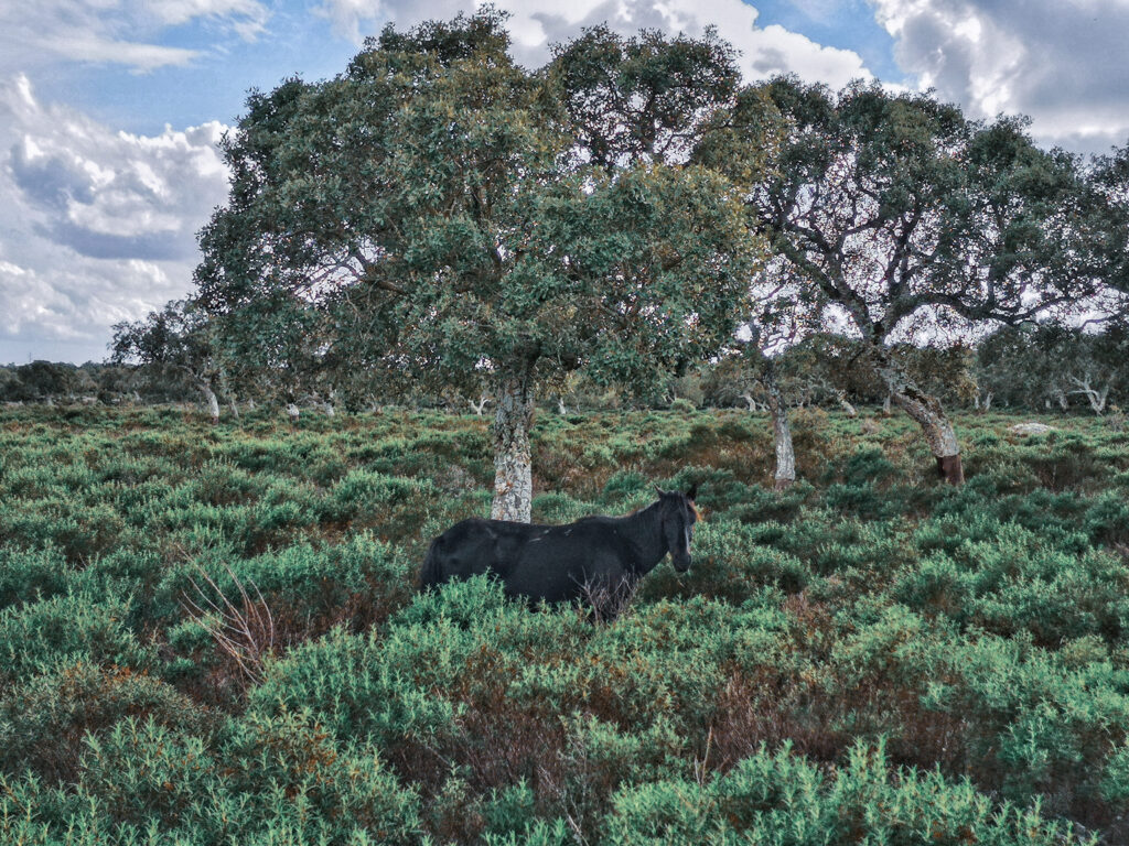 Wildpferd auf der Giara di Gesturi zwischen Korkeichen und Macchia, Sardinien