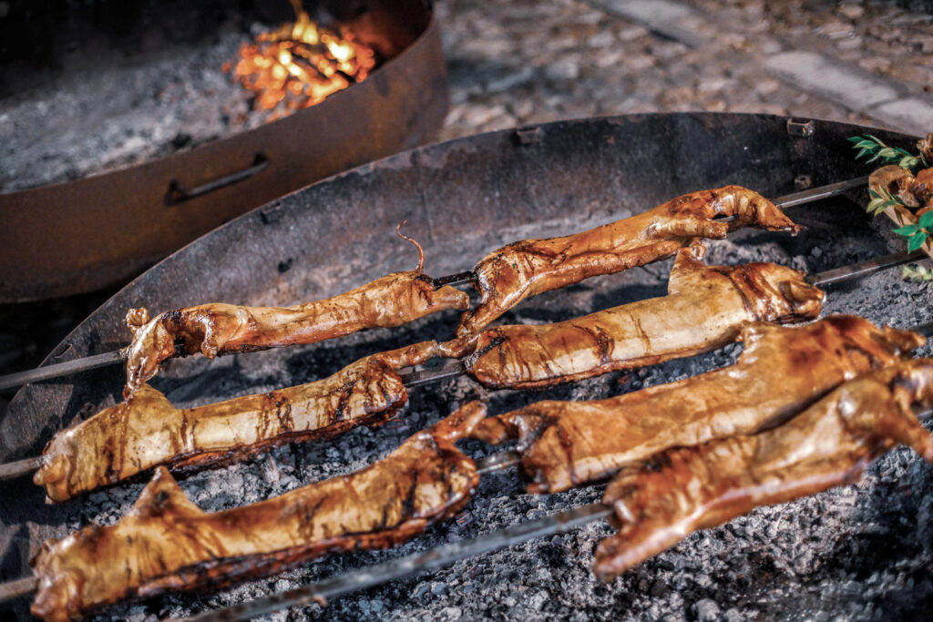 Spanferkel aus Sardinien, Su Porceddu, wird offen auf Holzkohle gegrillt