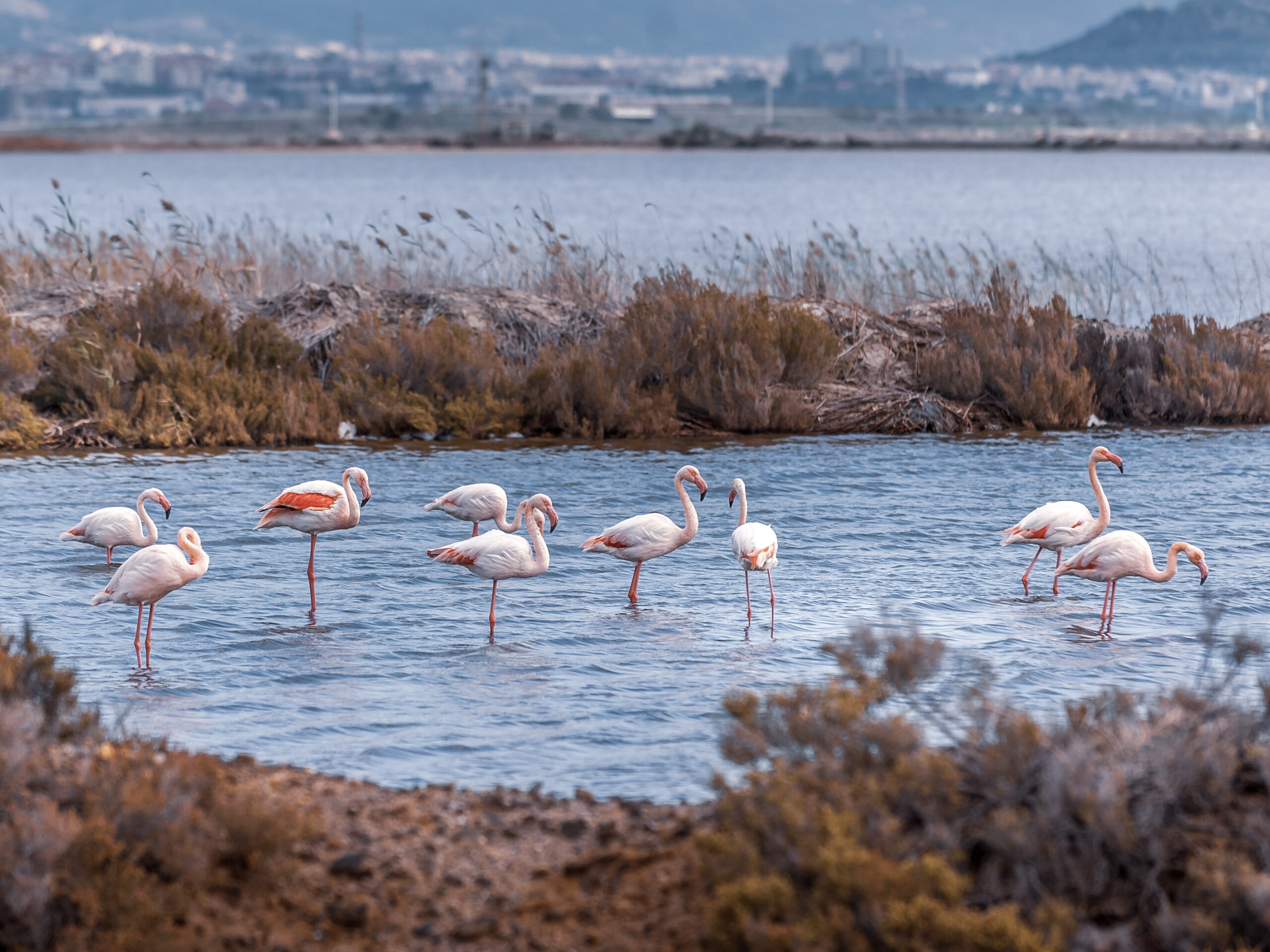 Tiere auf Sardinien: Flamingos, Mufflons & Wildpferde in freier Wildbahn erleben